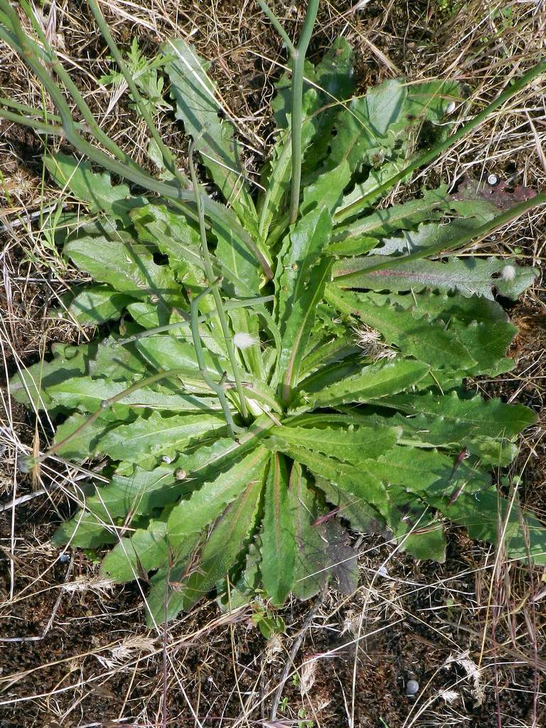 Hypochaeris radicata / Costolina giuncolina